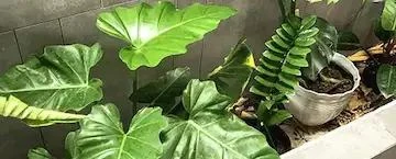 植物商品の在庫管理